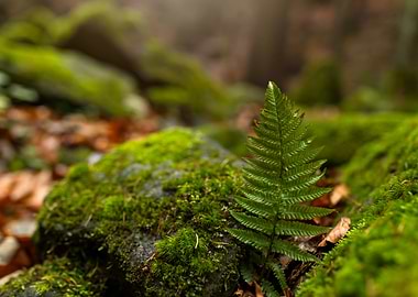 Fern on Mossy Rock