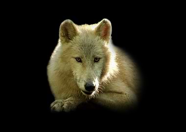 Arctic Wolf Portrait on Black Background