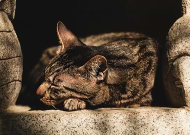 Sleeping Thaï Cat