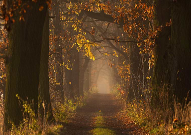 Autumnal Path Through Trees