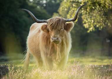 Highland Cow Portrait in Meadow