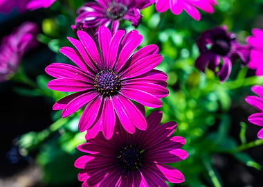 Magenta Daisy Flowers Close-Up