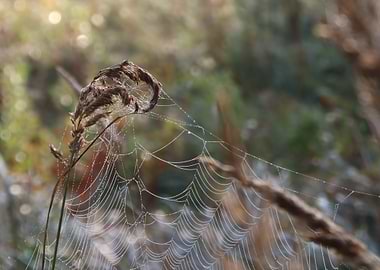 Dew-Kissed Spiderweb on Grass