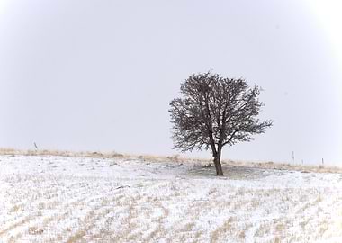Solitary Winter Tree on a Snowy Field – Fine Art Minimalist Print