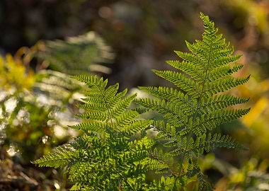 Ferns in Sunlight