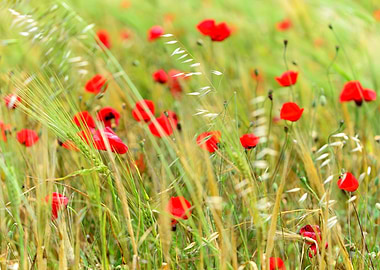 Dancing Red Poppies