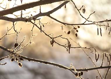 Winter Tree Branches with Seed Pods