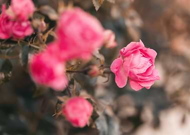 Pink Roses in Bloom