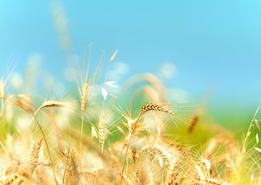 Golden Wheat Under Summer Sky – Fine Art Nature Print