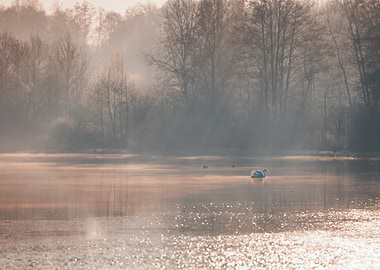 Swan on Misty Lake at Dawn