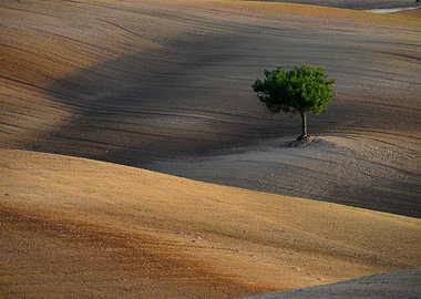 Solitary Tree on Soft Earth Waves – Minimalist Landscape Art