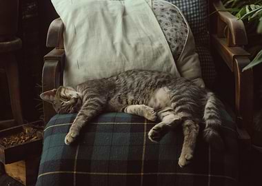Sleeping tabby cat on plaid chair