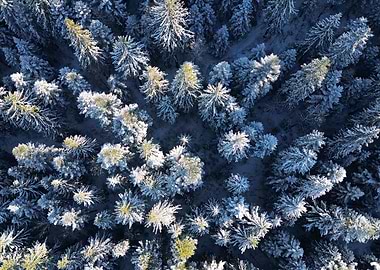 Snowy Forest Aerial View