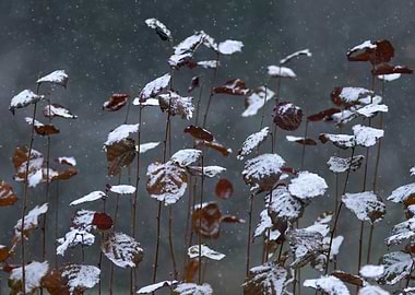 Snowy Leaves