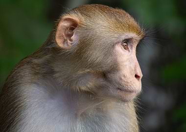 Monkey Portrait Profile