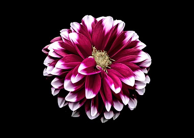 Burgundy and White Dahlia on Black