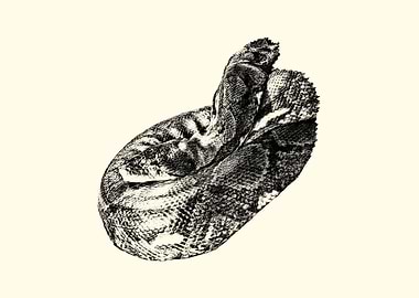 Coiled Snake Illustration