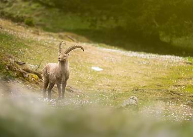 Majestic Ibex in Mountain Meadow