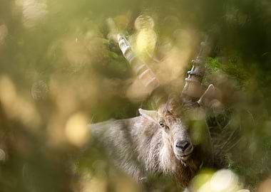 Alpine Ibex Portrait in Natural Habitat