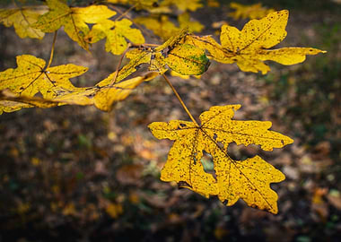 Autumn Yellow Leaves