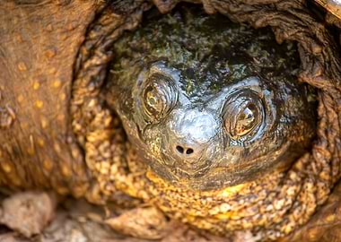 Close-up of a Snapping Turtle