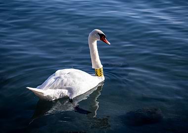 Swan swimming in blue water