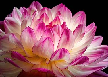 Pink and White Dahlia Flower Close-Up