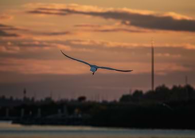 Bird in flight at sunset