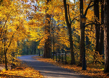 Autumn park road with golden leaves