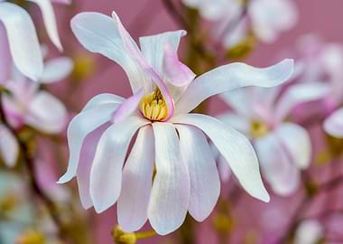 Magnolia Blossom Close-Up