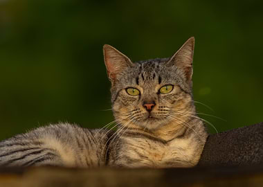 Gray Tabby Cat Portrait