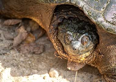 Snapping Turtle Close-Up