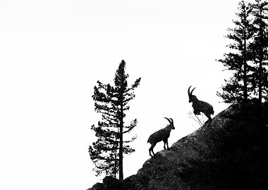Mountain Goats Silhouette