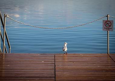 Seagull on a wooden pier
