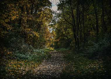Autumn Forest Path