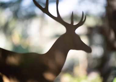 Blurred Deer Silhouette