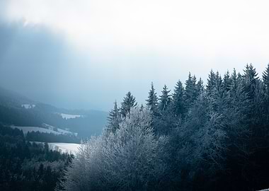 Winter Forest Landscape