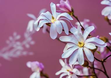 Magnolia Flowers on Pink Background