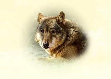 Wolf Portrait
