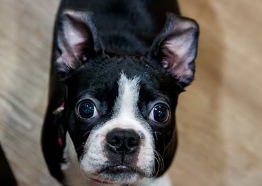 Boston Terrier Puppy Looking Up