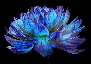 Blue and Purple Dahlia Flower