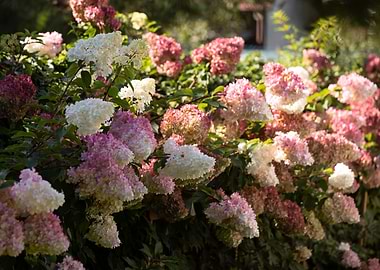 Pink and White Hydrangea Bush