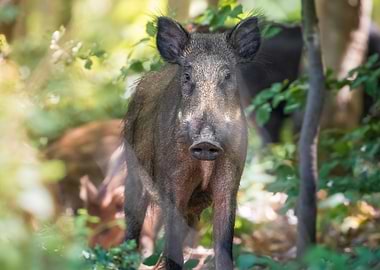 Wild Boar in Forest