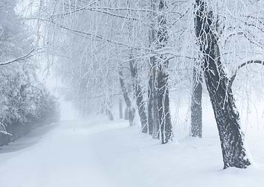 Winter landscape with snow-covered trees