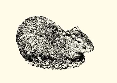 Agouti Illustration