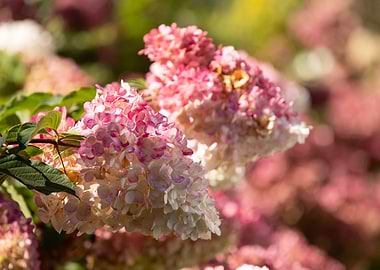 Pink and White Hydrangea Blossoms