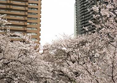 Cherry Blossoms in Urban Setting Roppongi Tokyo