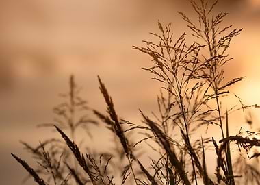Golden Grass Silhouette