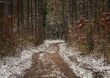 Snowy Path Through the Woods