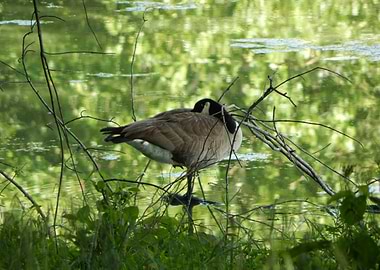 Resting Goose in the Lake